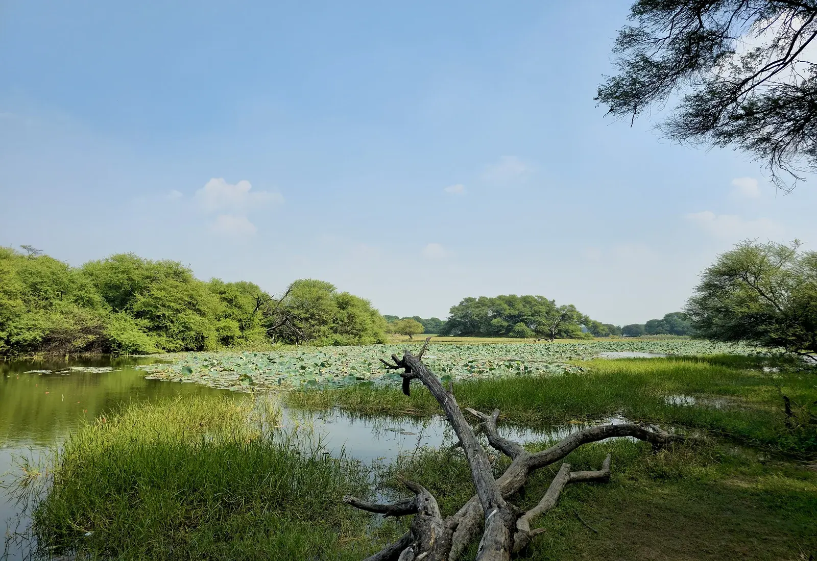 A still pond with lily pads and a fallen branch in the reeds on a clear day