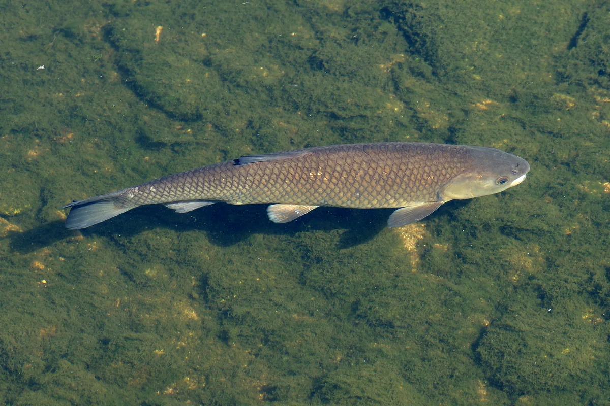 A grass carp swimming above a bed of submerged vegetation
