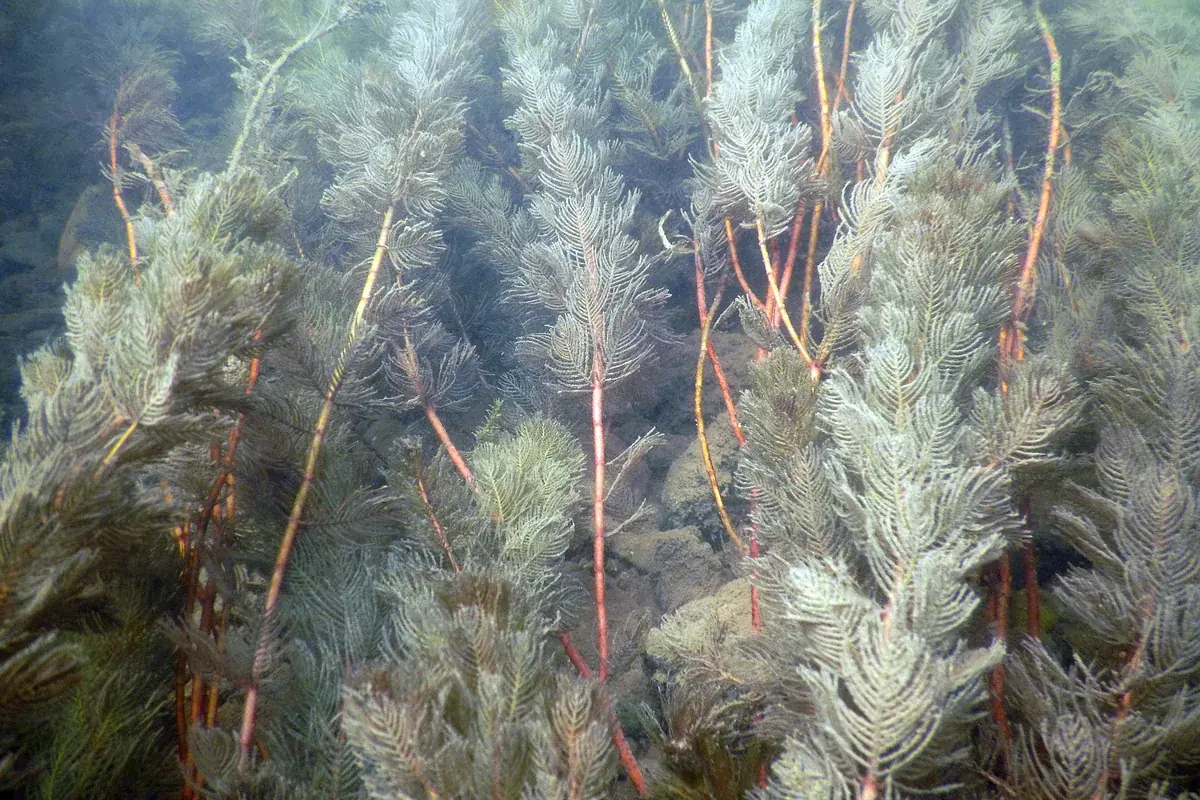 Stems of submerged aquatic milfoil growing densely underwater