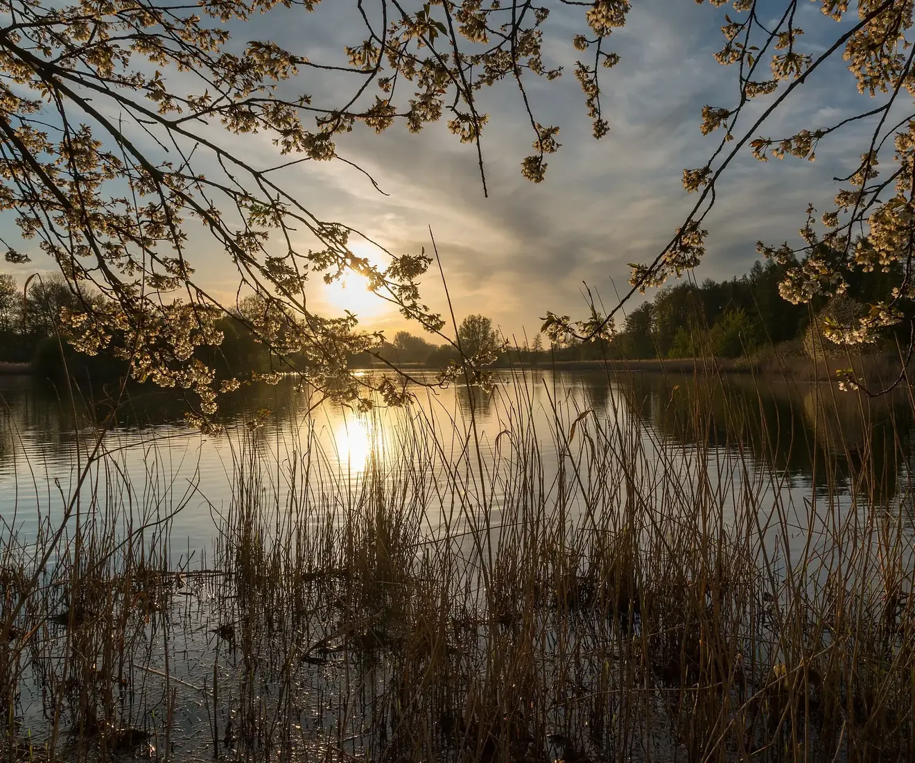 The sun setting behind trees across a reed-fringed pond, framed by blossoming branches