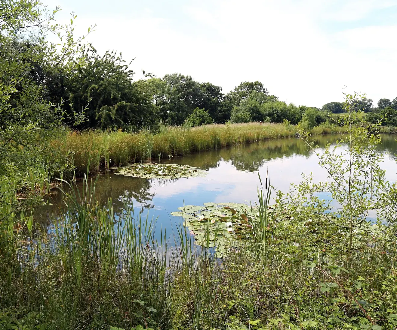 A pond edged with reeds and lily pads under a bright summer sky