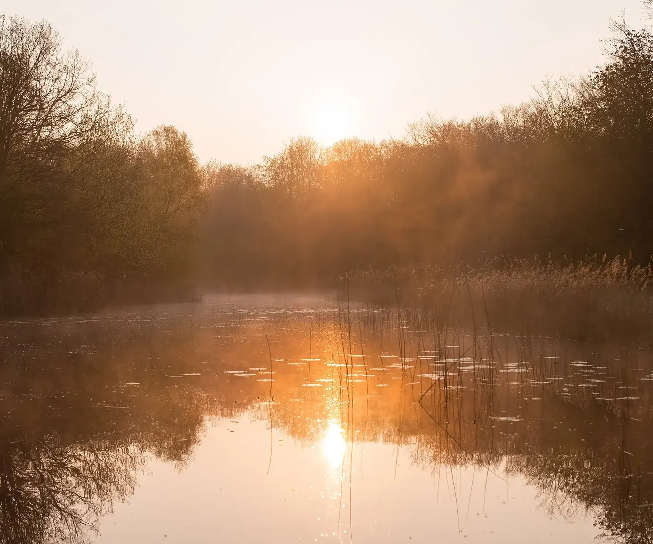 Morning sun rising through mist over a still, tree-lined pond