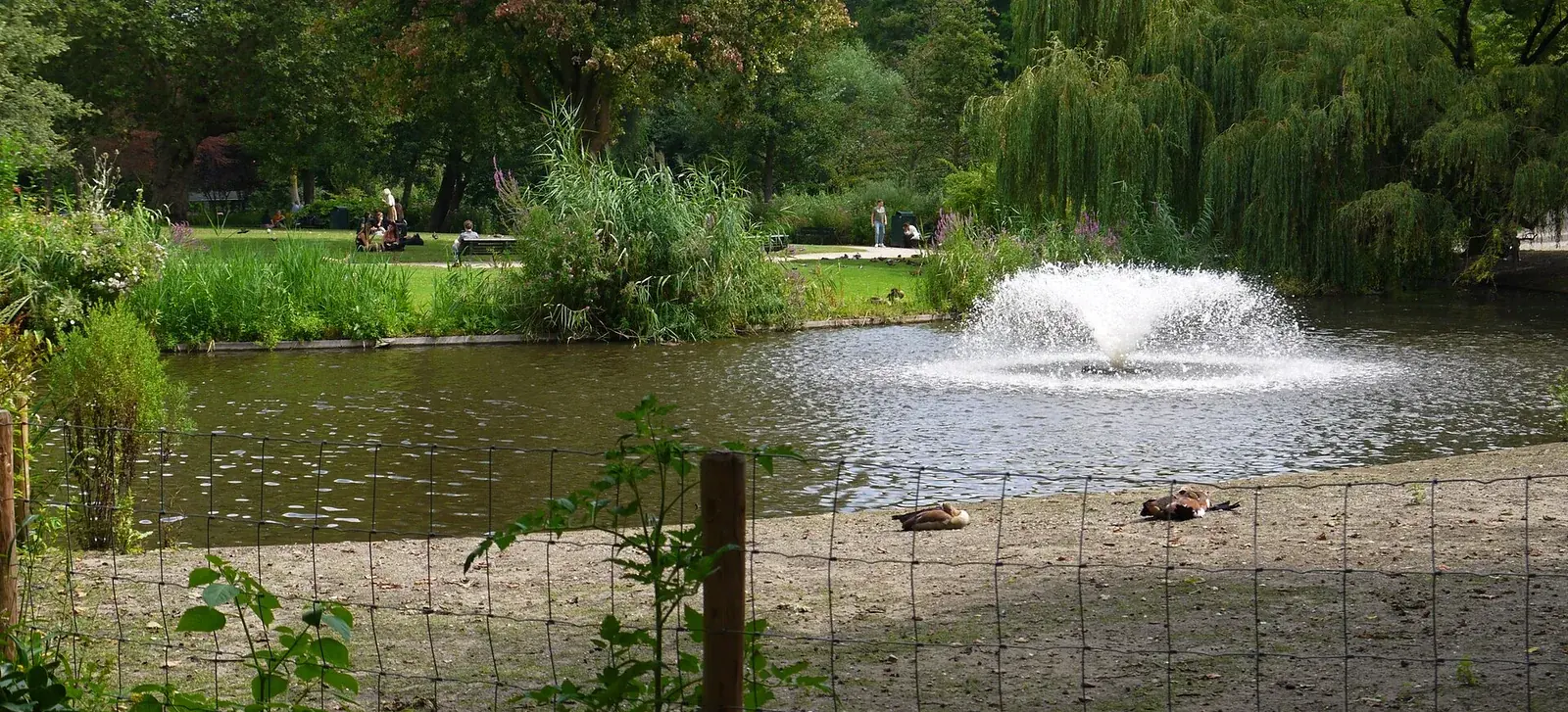 A fountain playing in a public park pond ringed by trees