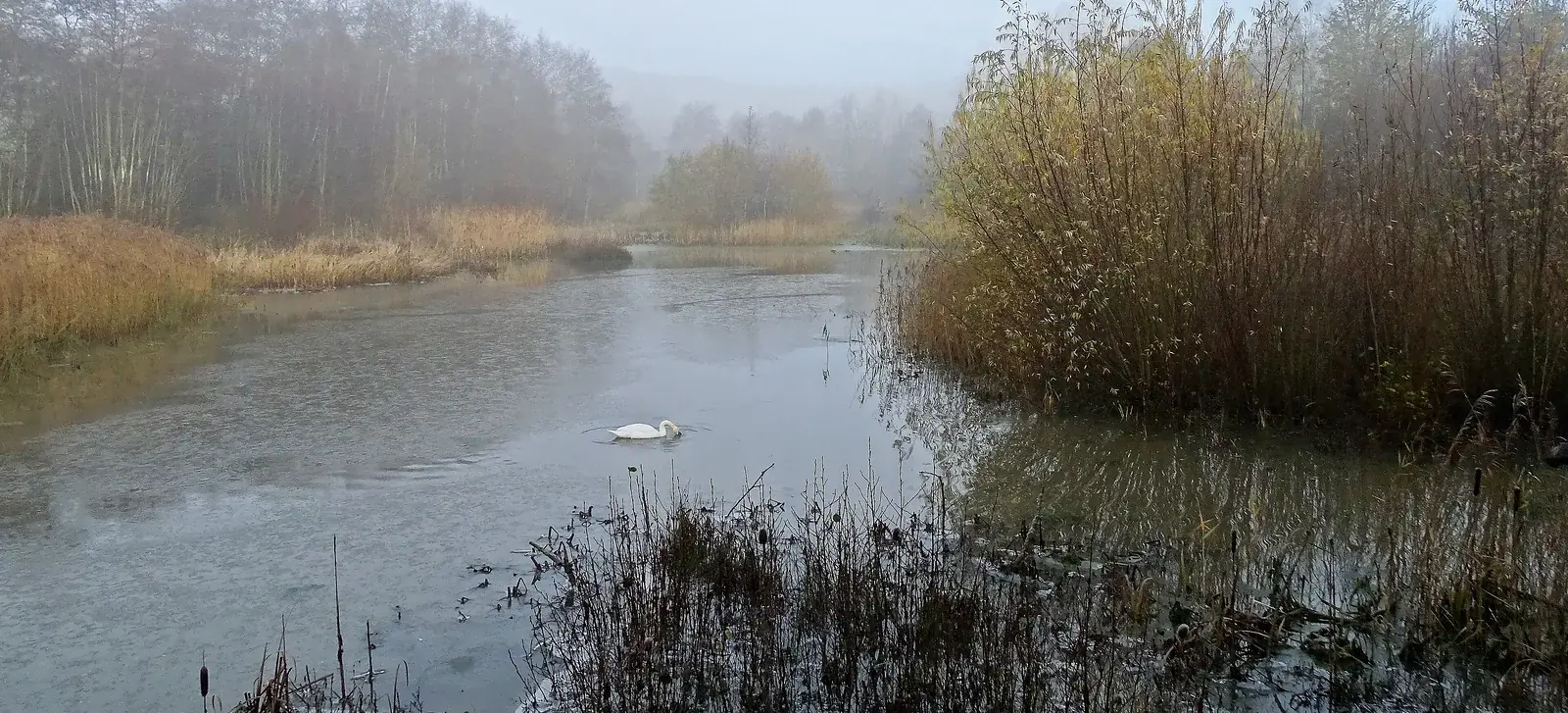 Reeds and willow scrub around a quiet wetland pond on an overcast morning