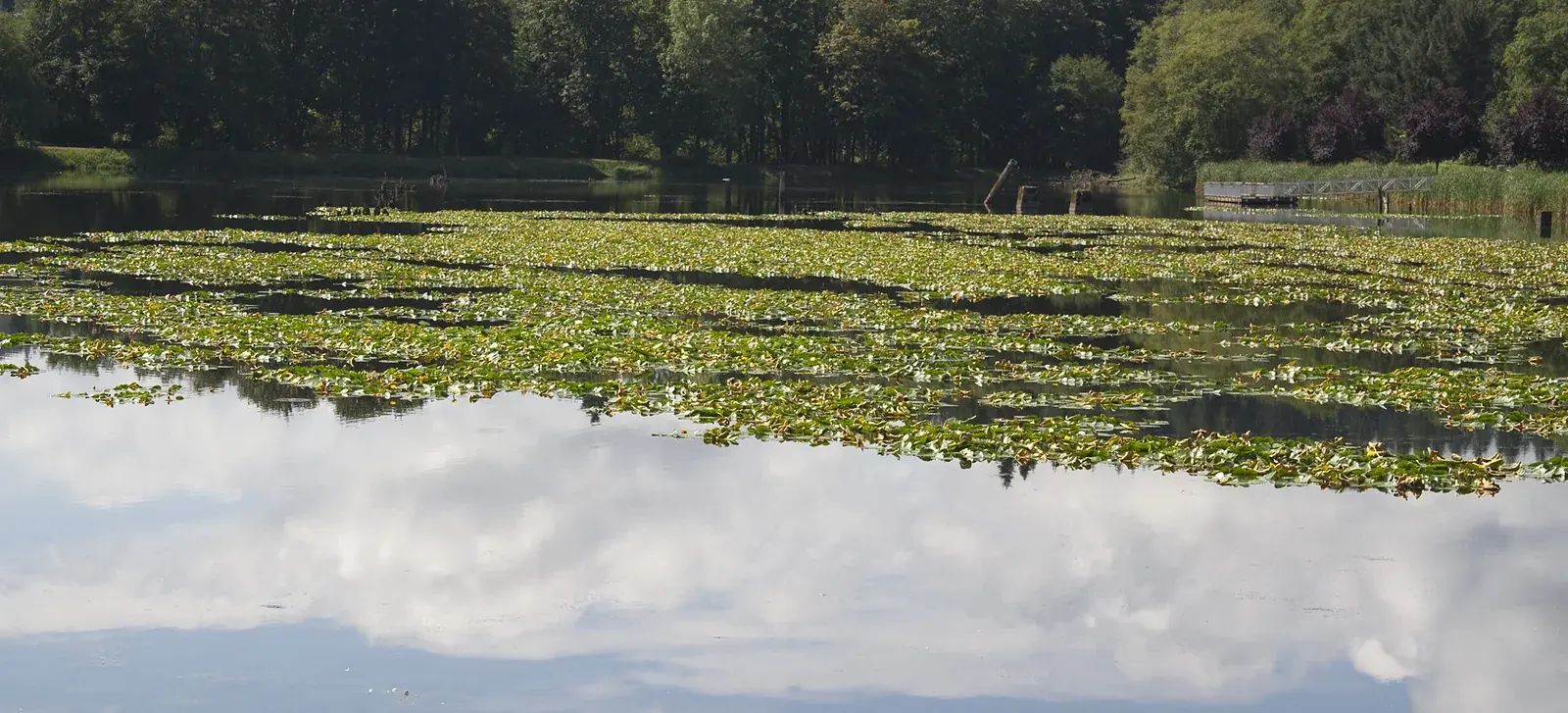 A wooden fishing dock reaching into a quiet pond in summer