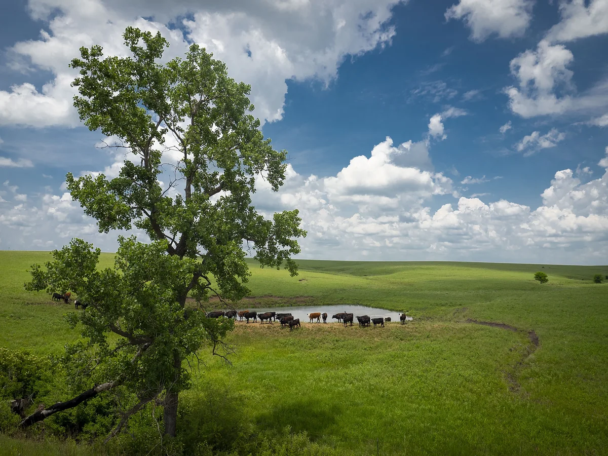 A lone tree above a pasture pond in the Kansas Flint Hills