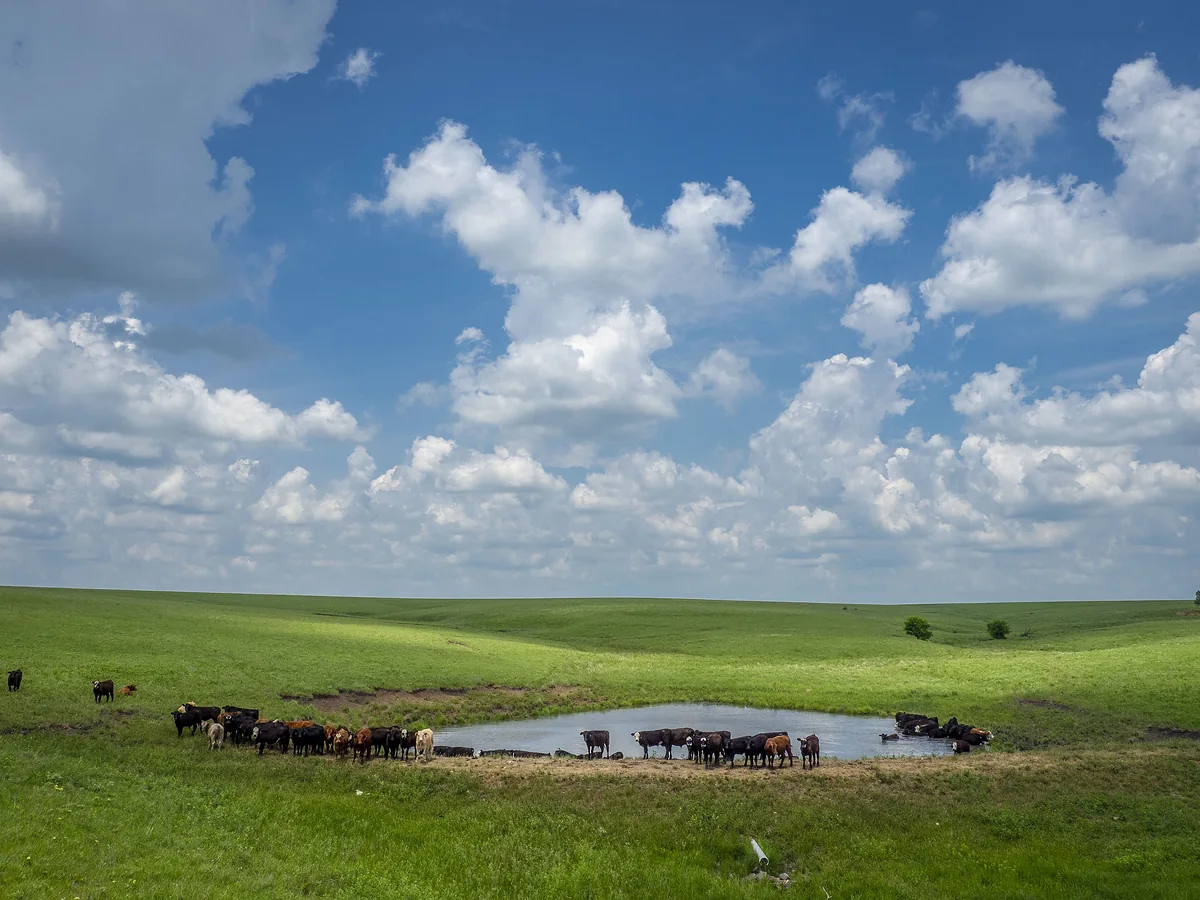 Cattle standing at a shallow farm pond on open Kansas grassland