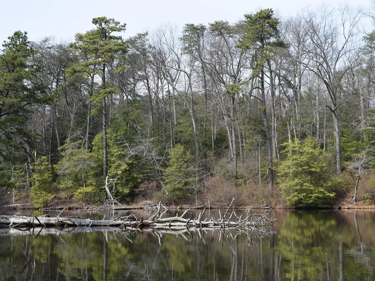 A fallen tree lying in the shallows of a wooded lake shore