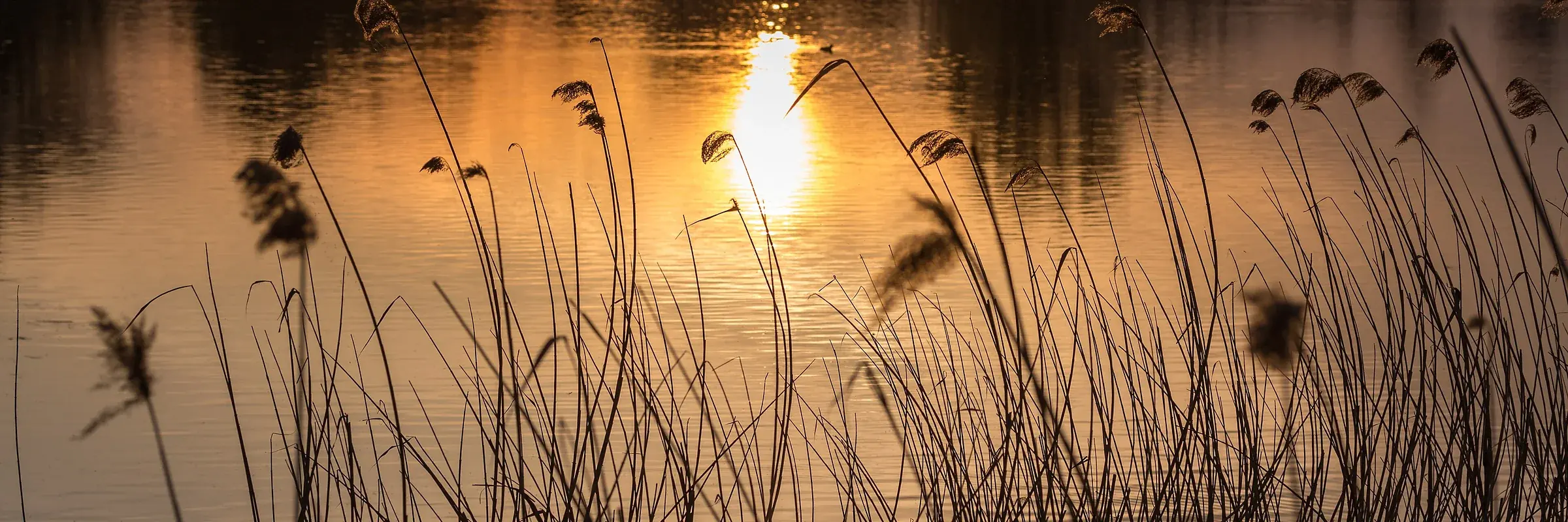 Reeds at the edge of a still pond at sunset, the far treeline reflected in the water